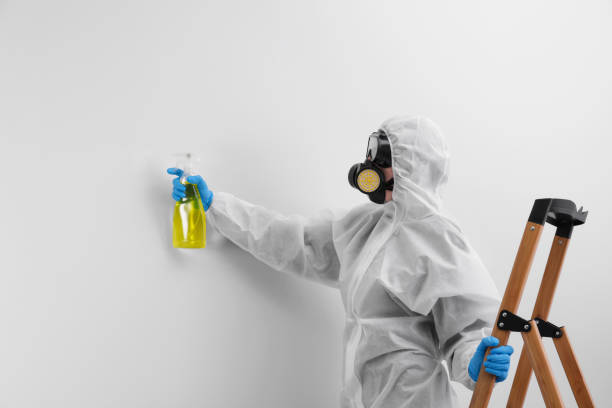 Reliable Marina Del Rey, CA Mold Removal & Remediation Solutions